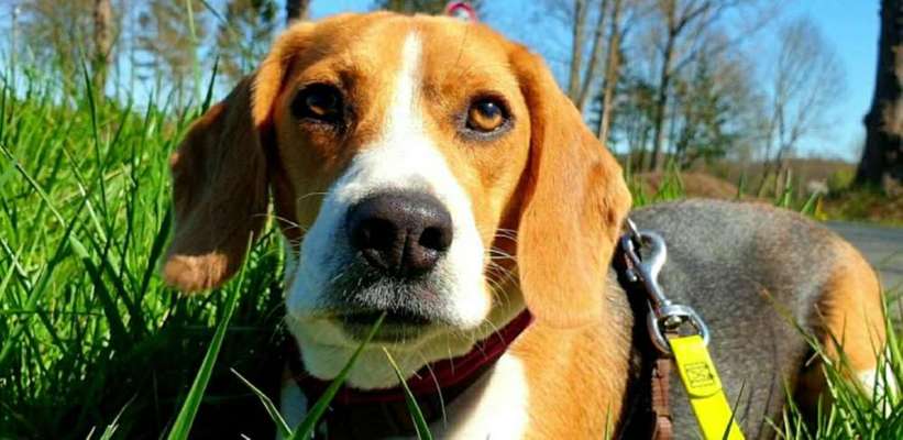 Dein Hund im Dogorama-Kalender 2021-Beitrag-Bild