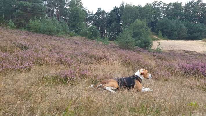 Bockiger Rüde in der Pubertät-Beitrag-Bild