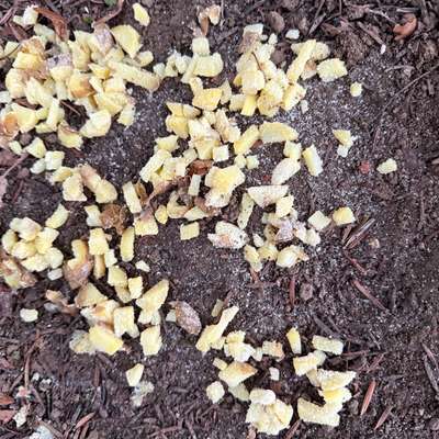 Giftköder-Essensreste mit weißem Pulver-Bild