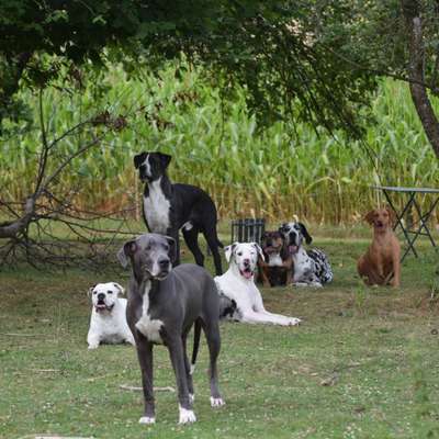 Hundetreffen-Training und Gassigehen-Bild