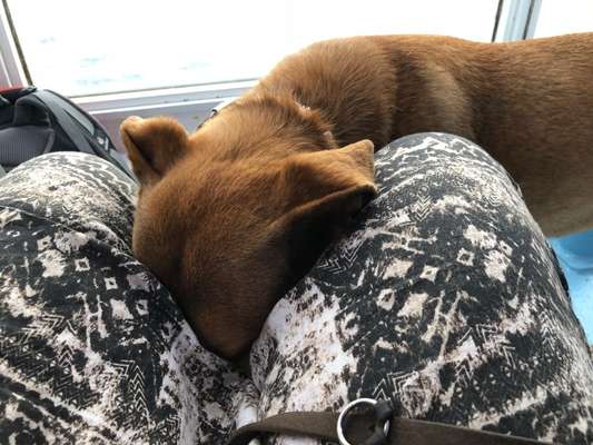 Zeige das lustigste Bild eures Hundis-Beitrag-Bild