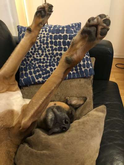 Zeige das lustigste Bild eures Hundis-Beitrag-Bild