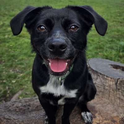 Hundetreffen-Spiel- und Gassipartner für Lotte gesucht🥰-Bild