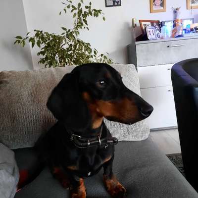 Hundetreffen-Spielgefährten gesucht...-Profilbild