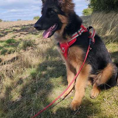 Hundetreffen-Catori sucht Spielkameraden-Bild