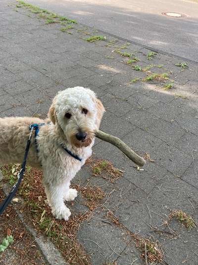 Goldendoodle-Beitrag-Bild