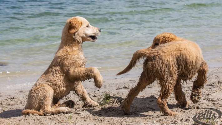 Dogorama-Monats-Challenge-Mai "Wasser"-Beitrag-Bild