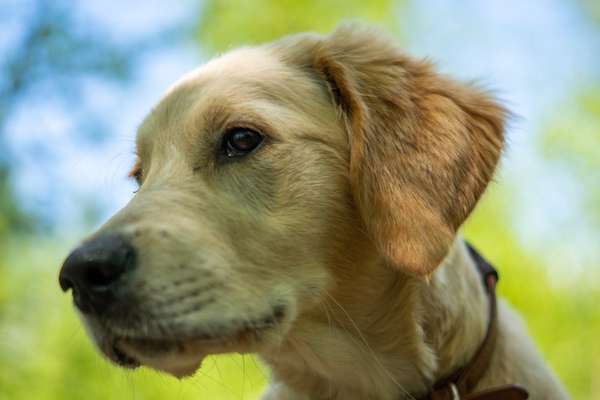 Wo sind die Golden Retriever Liebhaber?-Beitrag-Bild