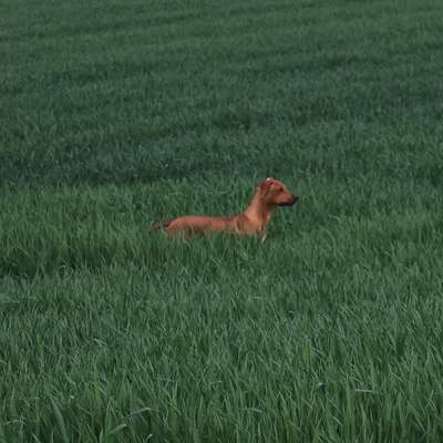 Hundetreffen-Gemeinsame Spaziergänge und Spielen-Bild