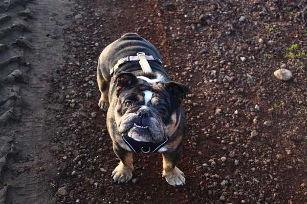 Hundetreffen-Bulldoggen Power-Bild