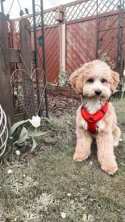 Mischlinge raten - Rätselspaß-Beitrag-Bild