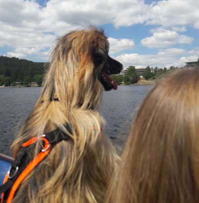 Die Dogorama Wochen Challenge-Beitrag-Bild