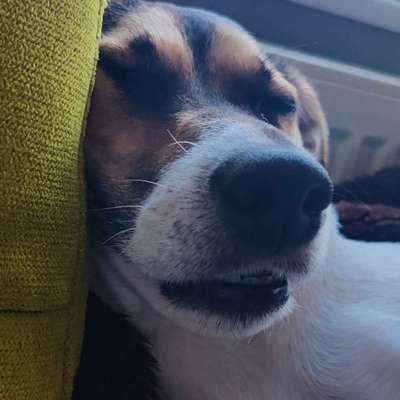 Hundetreffen-Flóki sucht ne Freundin-Bild