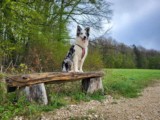 Hundetreffen-Aussies unter sich-Bild