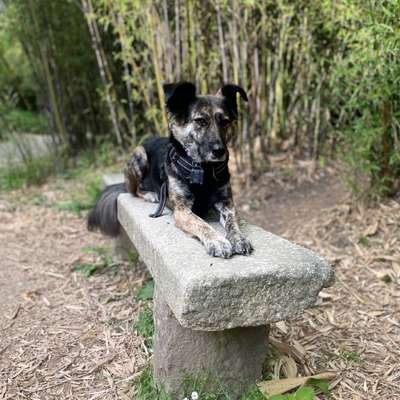 Hundetreffen-Treffen zum Spielen und Training-Bild