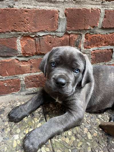 Hundetreffen-Welpentreffen in Duvenstedt oder Umgebung-Bild