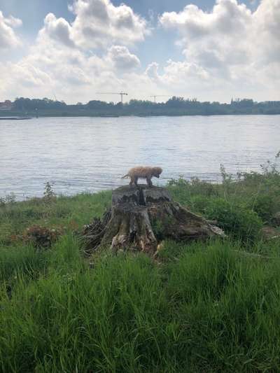 Dogorama-Monats-Challenge-Mai "Wasser"-Beitrag-Bild