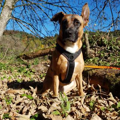 Hundetreffen-Gemeinsam spazieren gehen-Bild