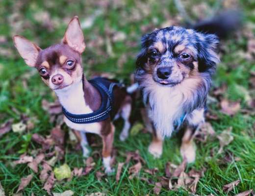 Wo sind die Chihuahua Besitzer ?-Beitrag-Bild