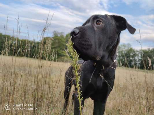 Die Dogorama Kalender Challenge 4/4-Beitrag-Bild