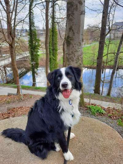 Fotochallenge No. 26                                     Wald und Wiese-Beitrag-Bild