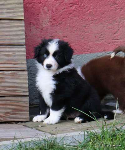 Welpen Bilder !-Beitrag-Bild