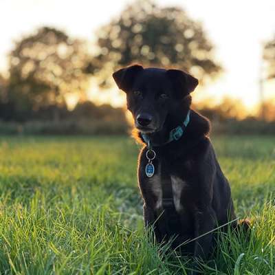 Hundetreffen-Ruhige Hunderunde für unsichere Hunde - Husum-Bild