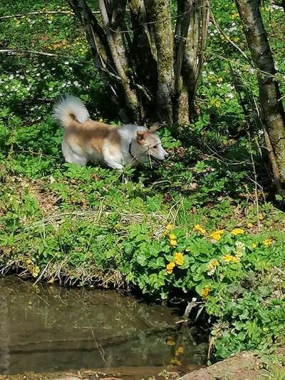 Nordische Hunde-Beitrag-Bild