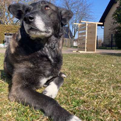 Hundetreffen-Social Walk-Bild