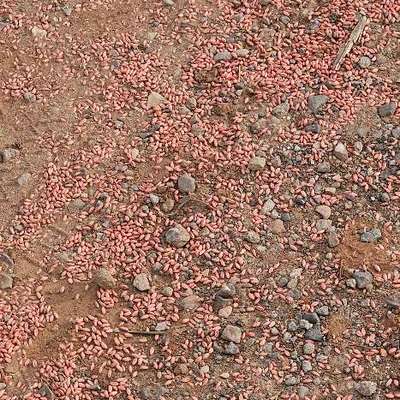 Giftköder-Mögliche Giftköder-Bild