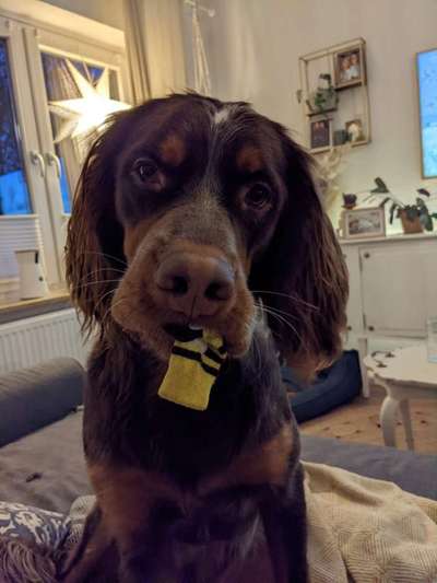 Dogorama Photo Challenge - Hundeblick zum hinschmelzen-Beitrag-Bild