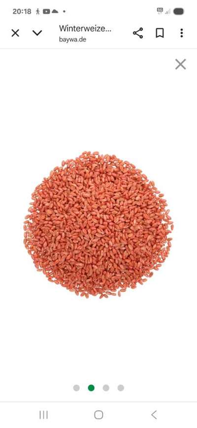 Giftköder-Achtung-evt.Giftköder-Bild