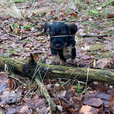 Hundetreffen-Welpentreffen im Wildpark Eekholt-Bild