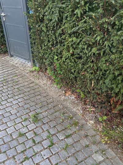 Giftköder-Rattengift oder Blaukorn-Bild