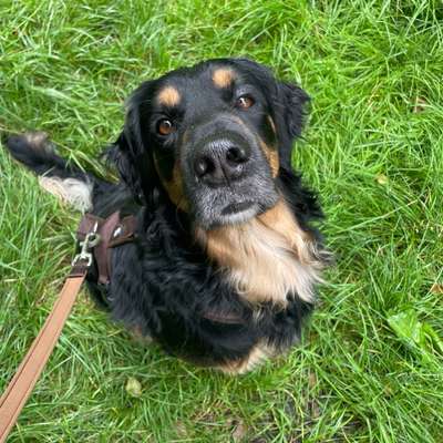 Hundetreffen-Social Walk und Welpentreff-Bild