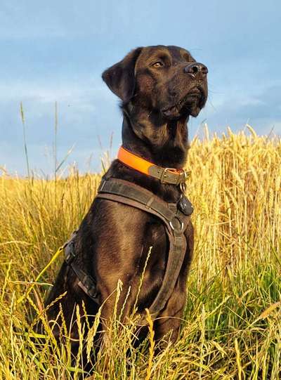 20. Farben Fotochallenge: Gold / Goldgelb / Stohgelb-Beitrag-Bild