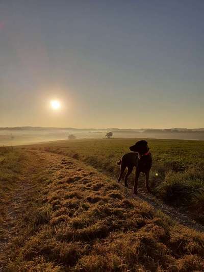 Fotochallenge Nr 55  -  Hund im November--Beitrag-Bild