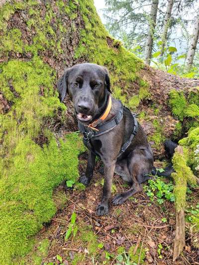 Dogorama Photo Challenge - Märchenwald-Beitrag-Bild