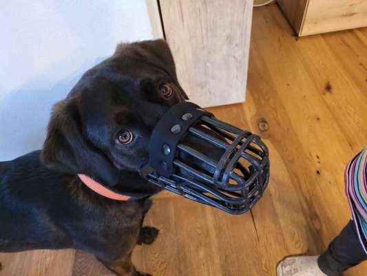 Nasenpolster Maulkorb-Beitrag-Bild