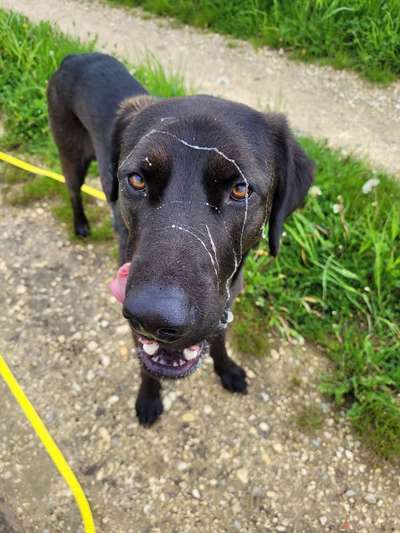 Fotochallenge sabbernder Hund-Beitrag-Bild