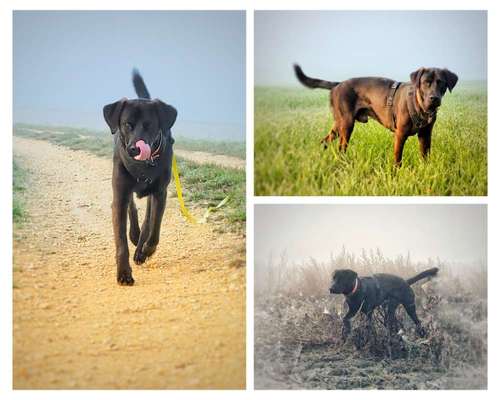 Black dogs are beautiful-Beitrag-Bild