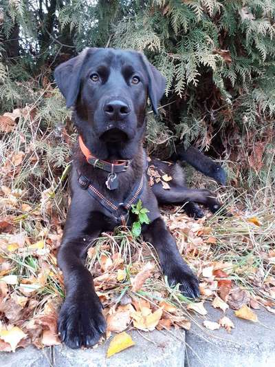 Wo sind meine Labrador Freunde-Beitrag-Bild