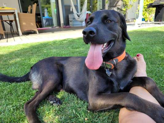 Fellkinder in Not e.V Tierschutz-Beitrag-Bild