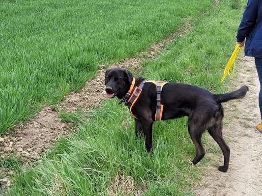 Auslandstierschutz-Beitrag-Bild