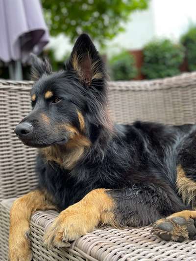 Altdeutsche Hütehunde-Beitrag-Bild