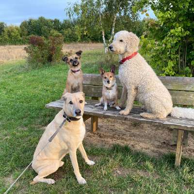 Hundetreffen-Gassirunden mit und ohne Freilauf