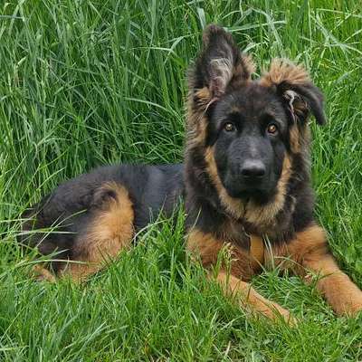 Schäferhund-Beitrag-Bild