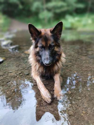 Hundetreffen-Spielrunde Niesky und Umgebung-Bild