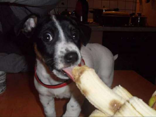 Challenge 23 : "  Euer Hund beim Frühlingserwachen "-Beitrag-Bild