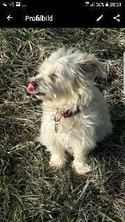 Challenge 23 : "  Euer Hund beim Frühlingserwachen "-Beitrag-Bild